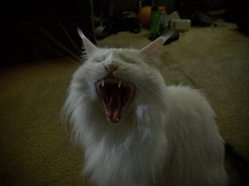 cats